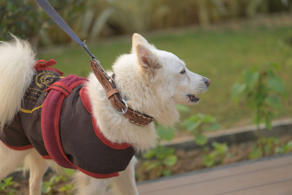 The Design Edge Tooled Leather Dog Collar (DC02)