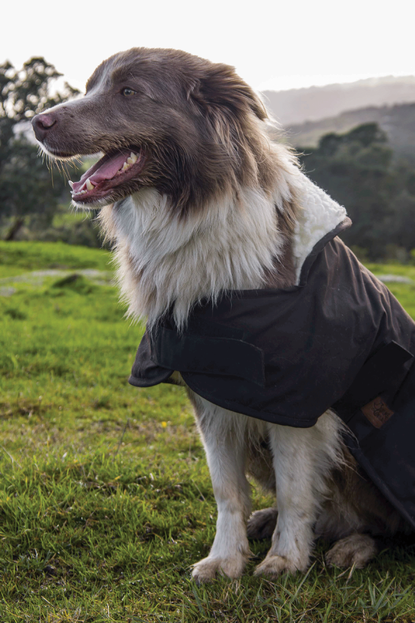 BURKE & WILLS DOG COAT (BROWN)