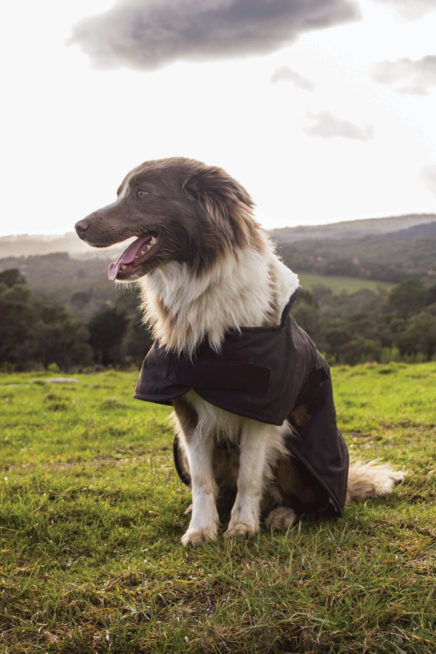 BURKE & WILLS DOG COAT (BROWN)