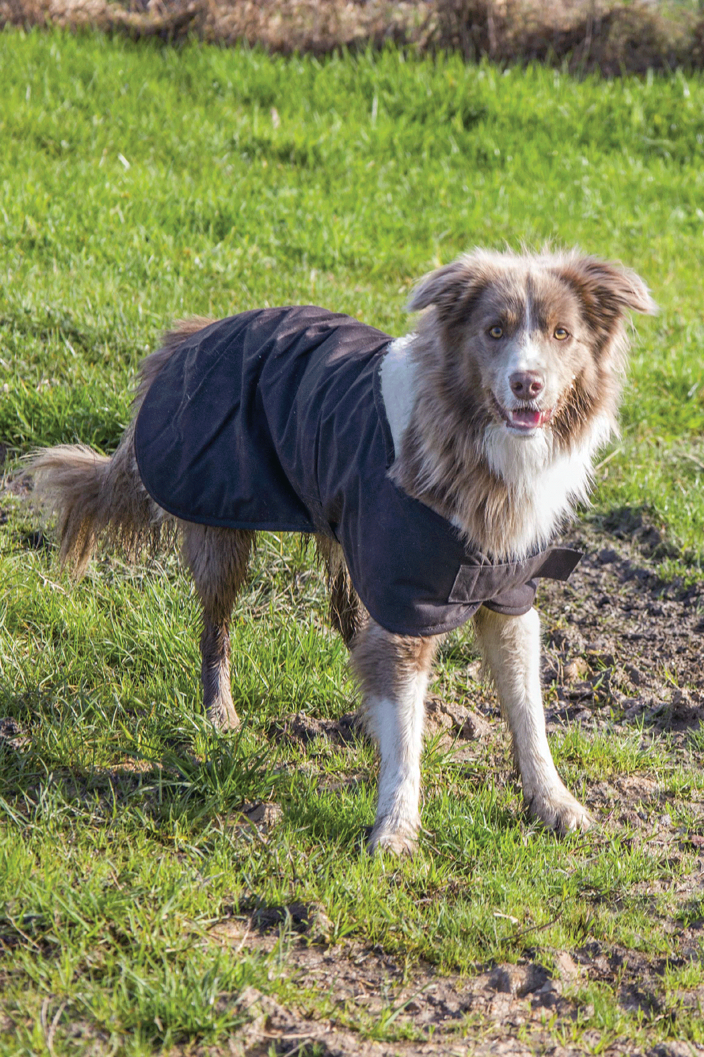 BURKE & WILLS DOG COAT (BROWN)